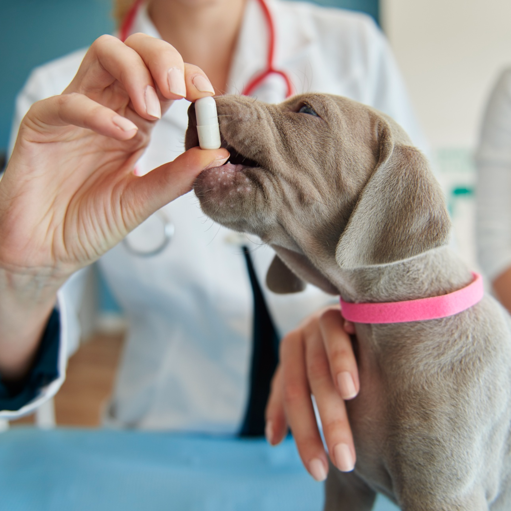 Best PupLabs Dog Supplements for Health Support