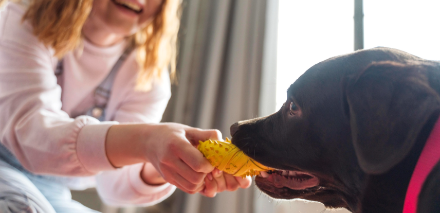 Omni Pet Food Review Healthy Dog Nutrition