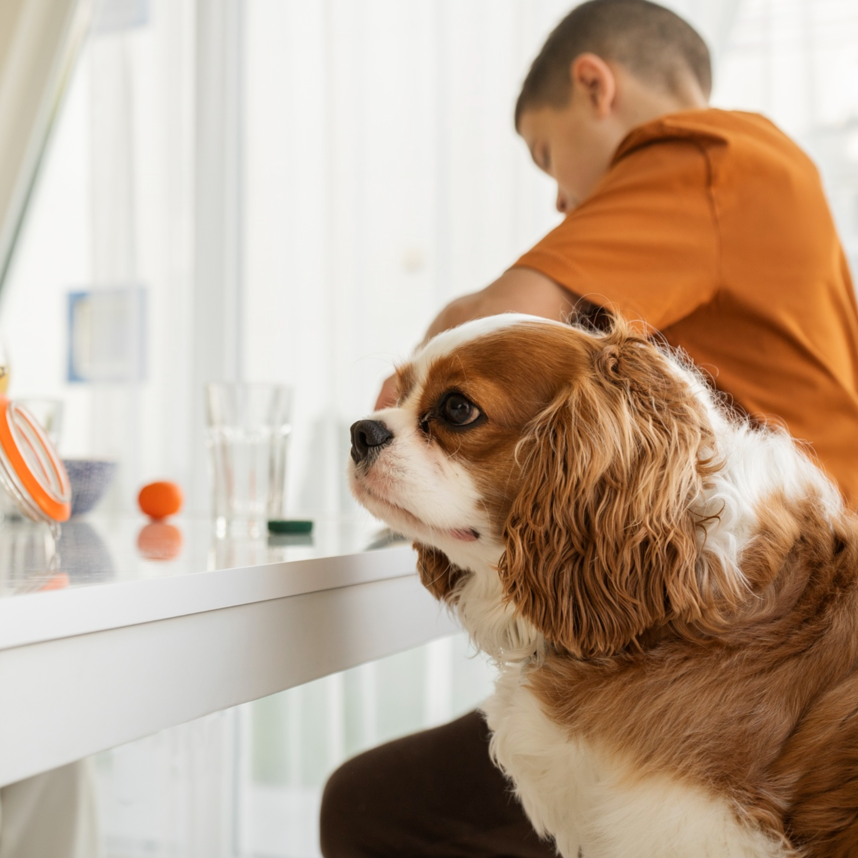 Chewy Guide: Pet Food, Supplies, and Everyday Care