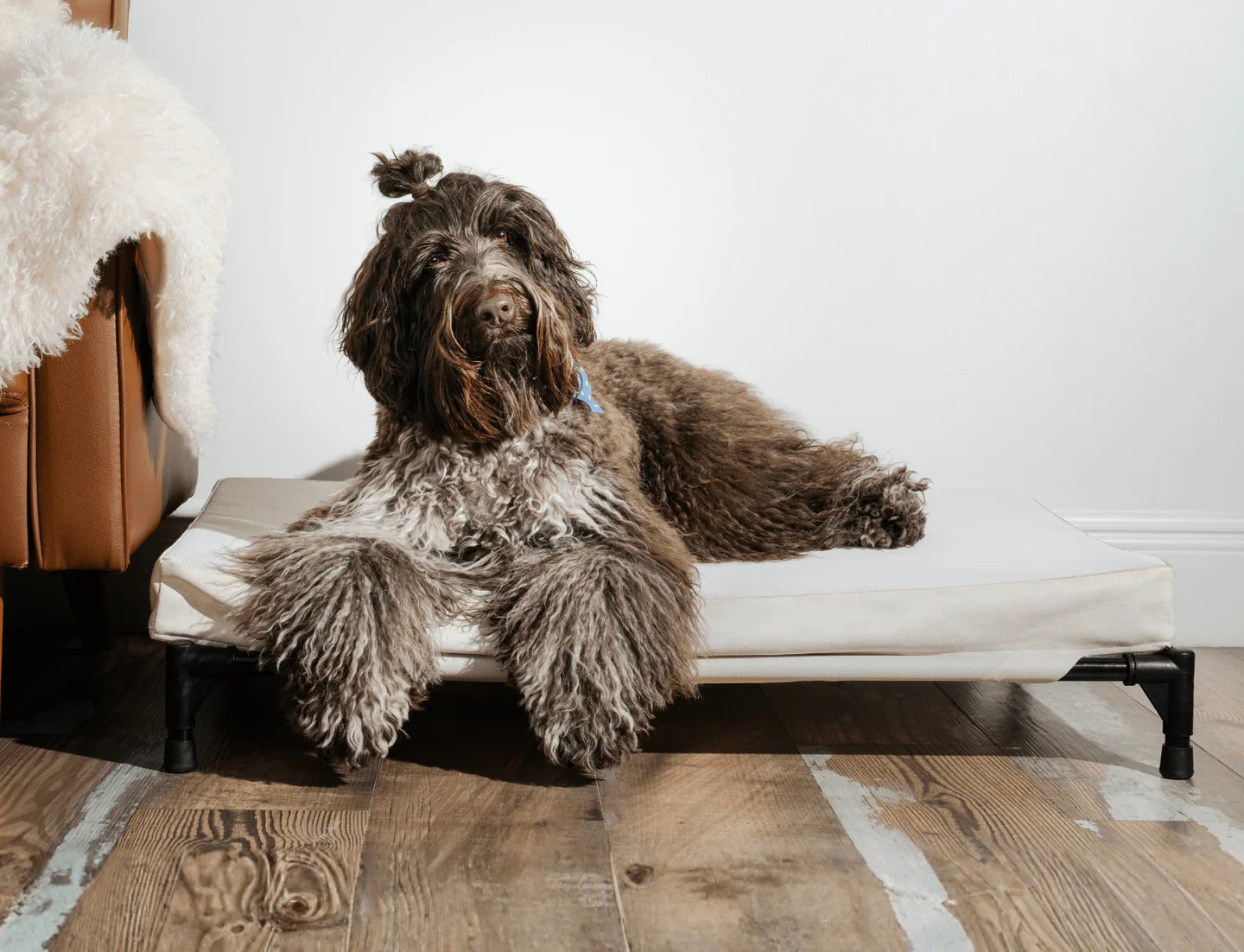 DOG BED