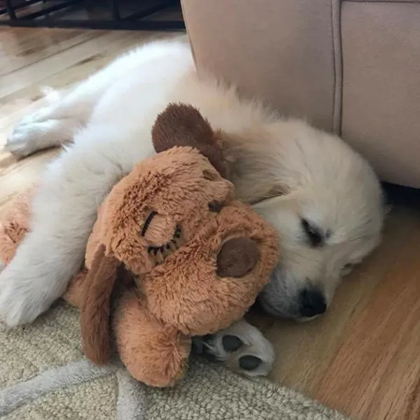 Dog toy