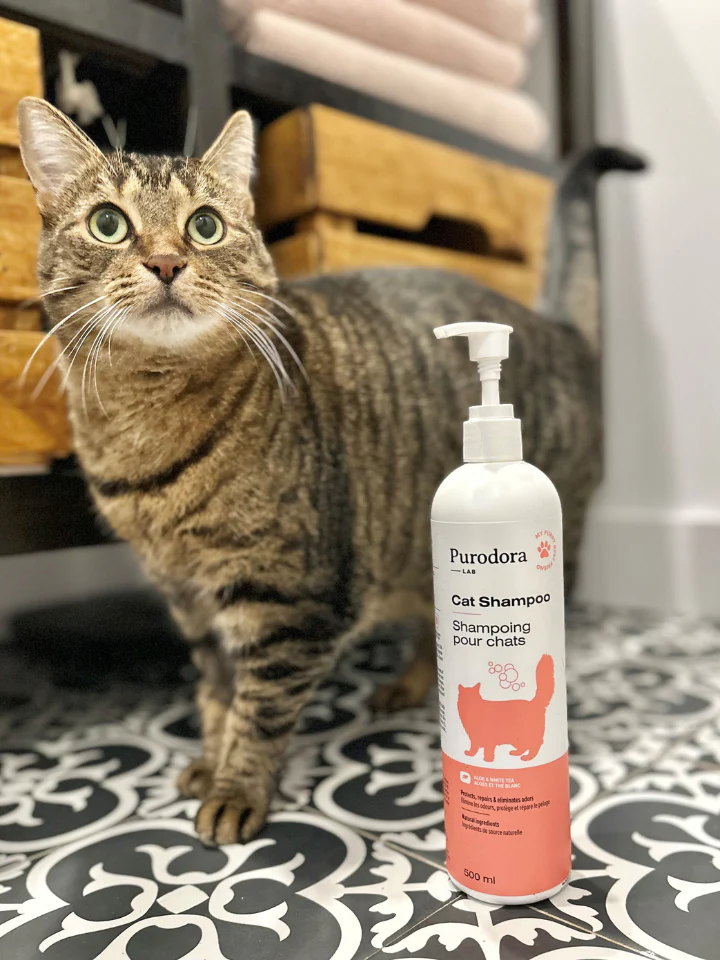 cay shampoo