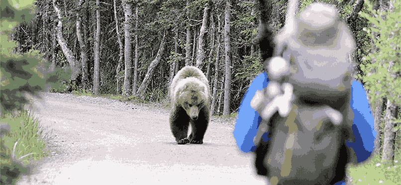 Common Wildlife Encounters in Hiking Zones