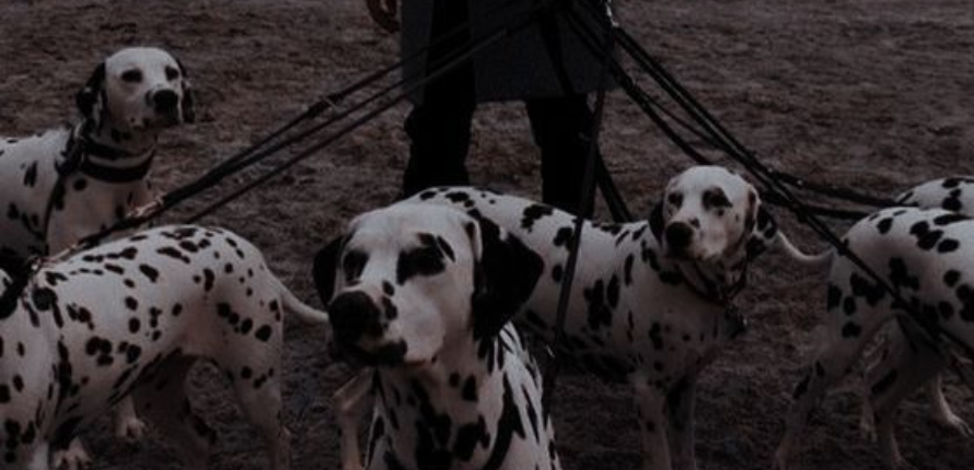 halo collar accessories